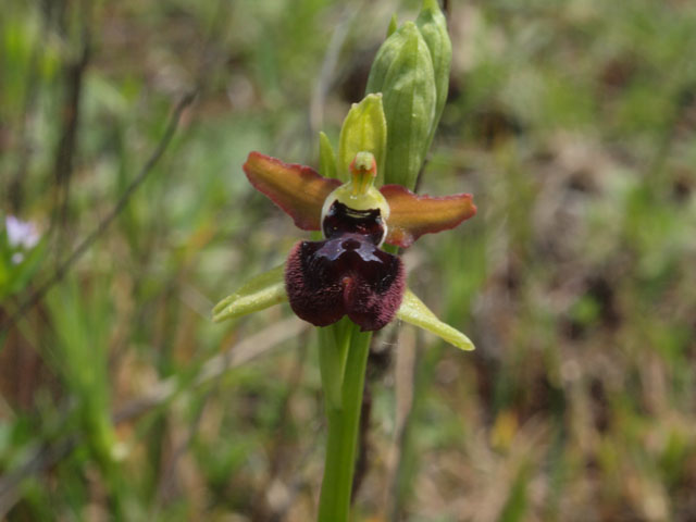 Ancora fioriture in Basilicata